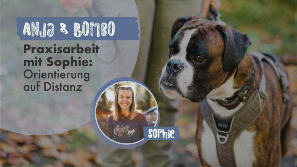 Anja & Bombo, Praxisarbeit mit Sophie: Orientierung auf Distanz