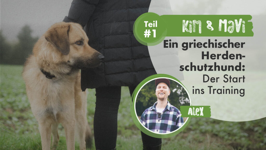 Kim & Mavi Teil 1 | Ein griechischer Herdenschutzhund: Der Start ins Training