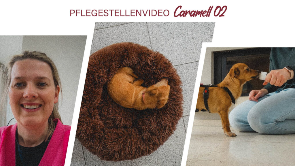Pflegestellenvideo Caramell 02