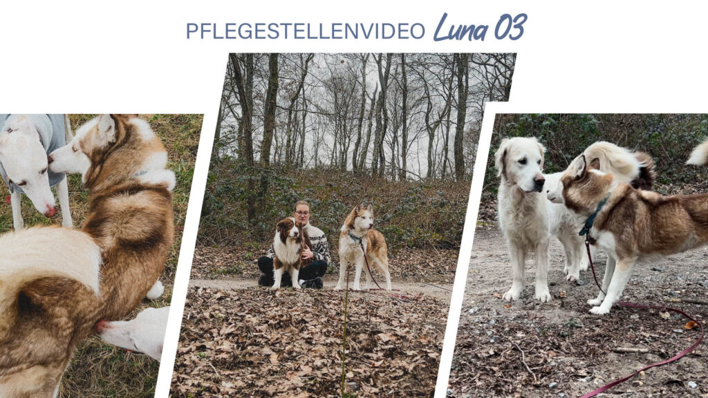 Pflegestellenvideo Luna 03