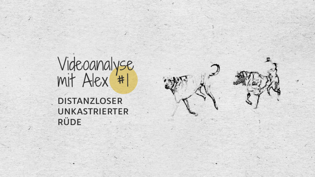 #1 Videoanalyse mit Alex: Distanzloser unkastrierter Rüde