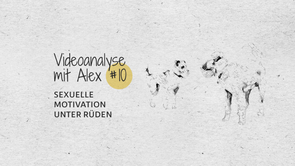#10 Videoanalyse mit Alex: Sexuelle Motivation unter Rüden