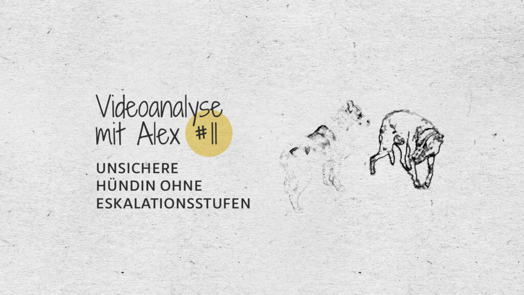 #11 Videoanalyse mit Alex: Ein Submissiver Rüde in der Selbstverteidigung
