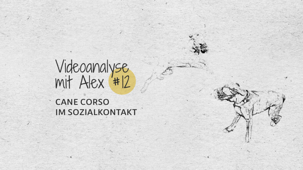 #12 Videoanalyse mit Alex: Cane Corso im Sozialkontakt