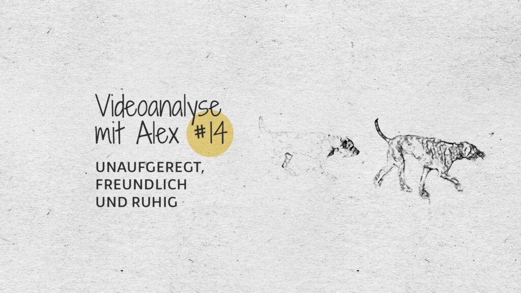 #14 Videoanalyse mit Alex: Unaufgeregt, freundlich und ruhig