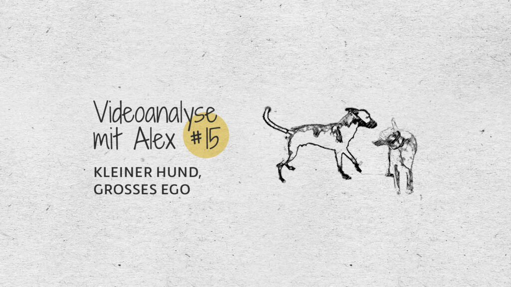 #15 Videoanalyse mit Alex: Kleiner Hund, großes Ego