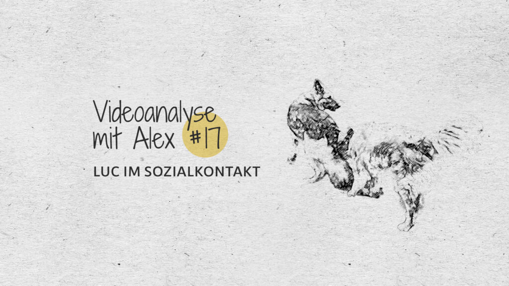 #17 Videoanalyse mit Alex: Luc im Sozialkontakt