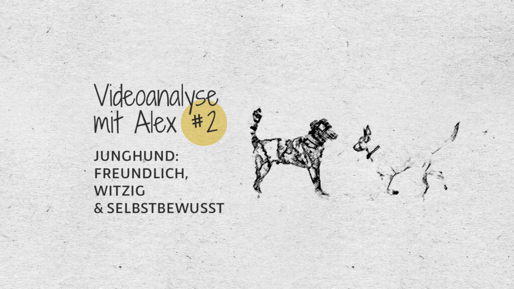 #2 Videoanalyse mit Alex: Junghund, freundlich, witzig & selbstbewusst