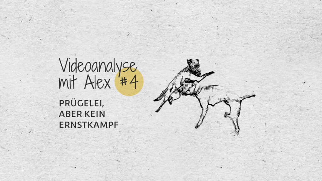 #4 Videoanalyse mit Alex: Prügelei, aber kein Ernstkampf
