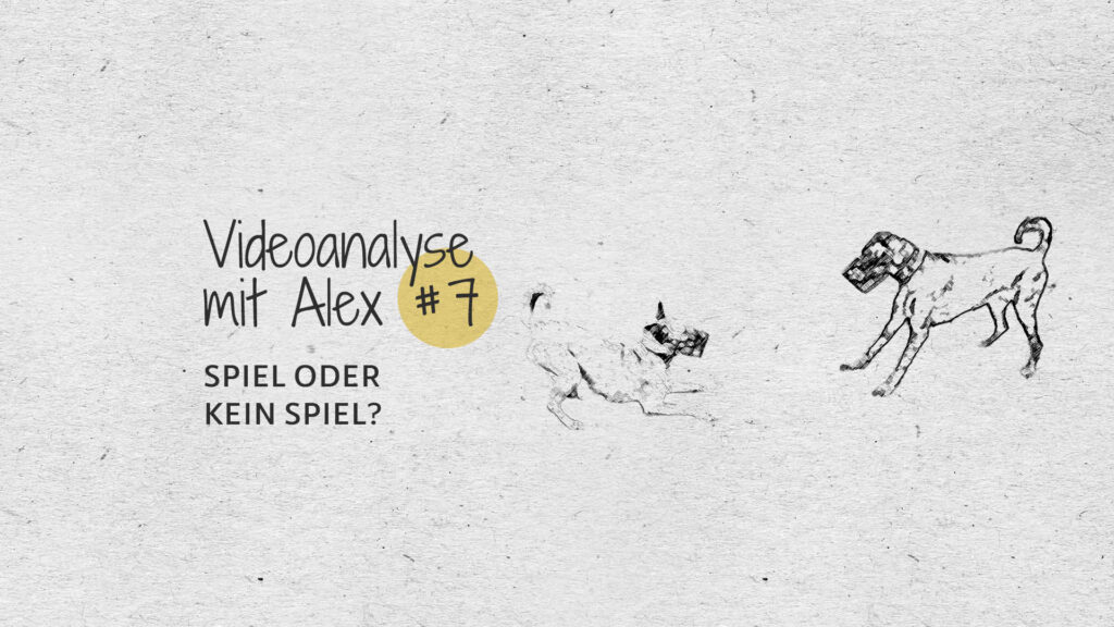 #7 Videoanalyse mit Alex: Spiel oder kein Spiel?