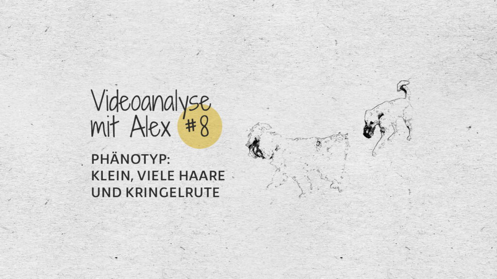 #8 Videoanalyse mit Alex: Phänotyp: klein, viele Haare und Kringelrute