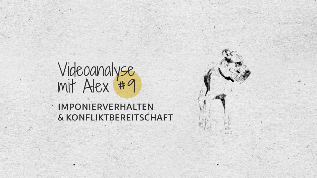 #9 Videoanalyse mit Alex: Imponierverhalten & Konfliktbereitschaft
