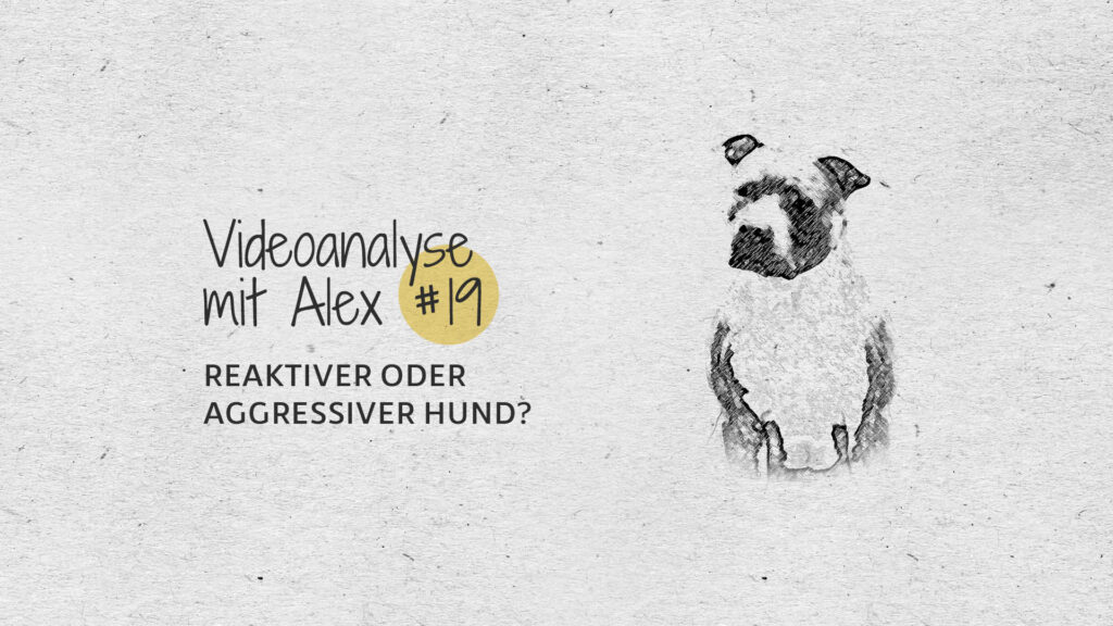 #19 Videoanalyse mit Alex: Reaktiver oder aggressiver Hund?