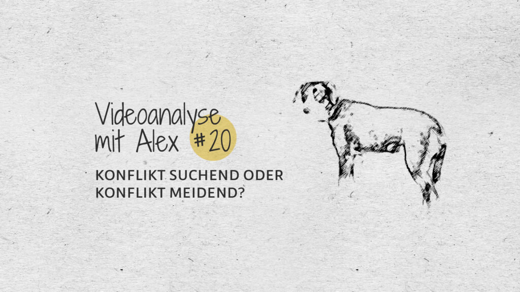 #20 Videoanalyse mit Alex: Konflikt suchend oder Konflikt meidend?