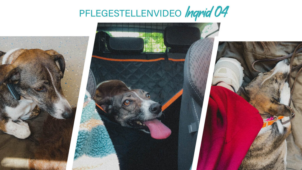 Pflegestellenvideo Ingrid 04