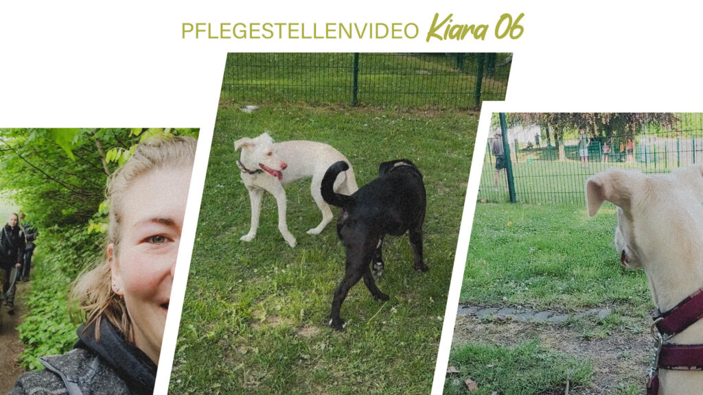 Pflegestellenvideo Kiara 06