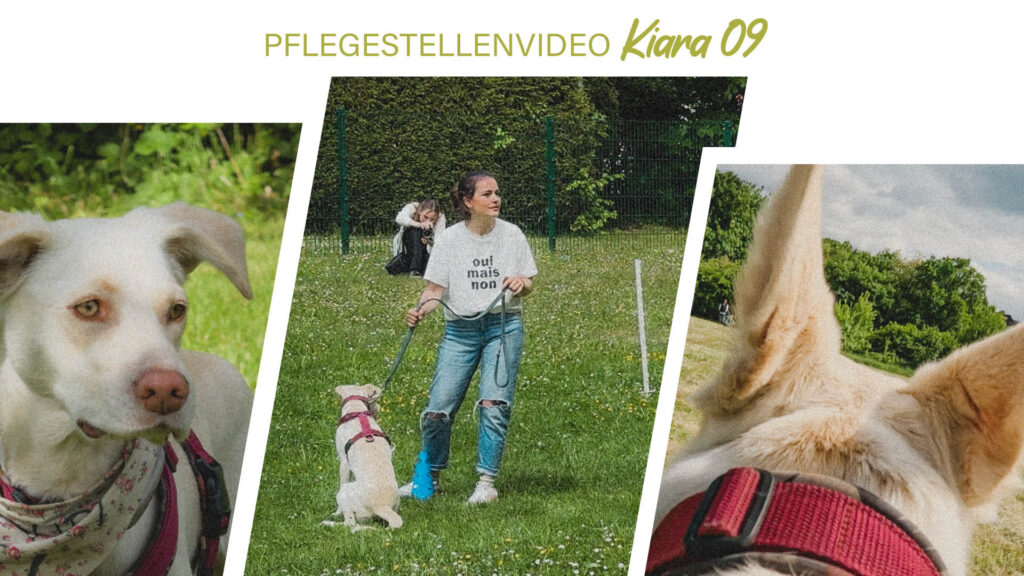 Pflegestellenvideo Kiara 09