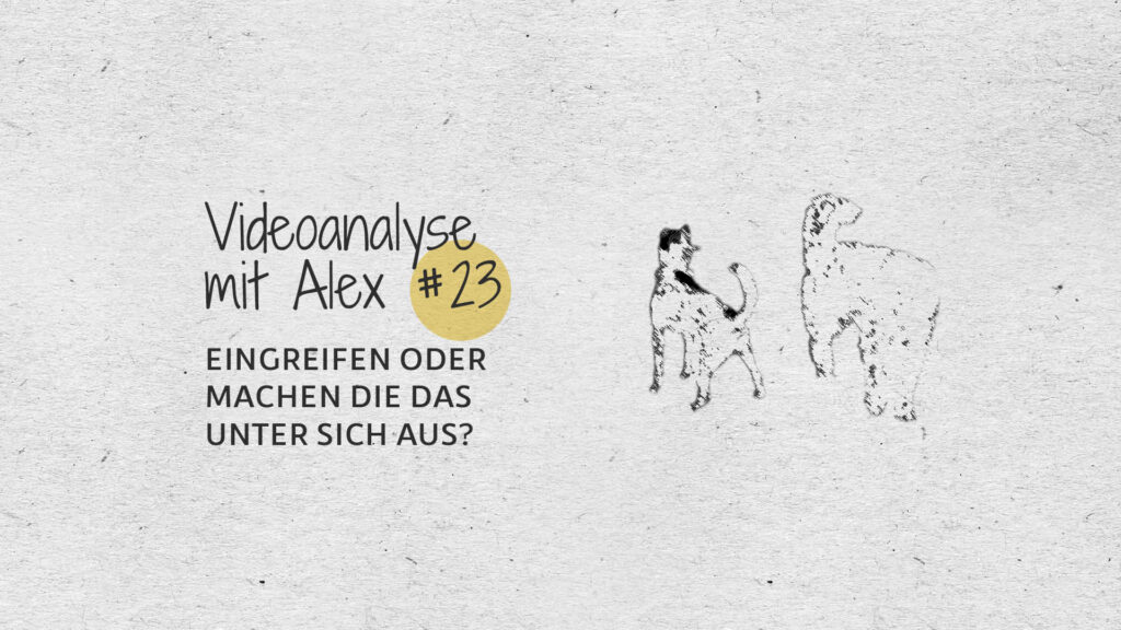#23 Videoanalyse mit Alex: Eingreifen oder machen die das unter sich aus?