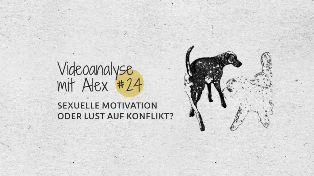 #24 Videoanalyse mit Alex: Sexuelle Motivation oder Lust auf Konflikt?