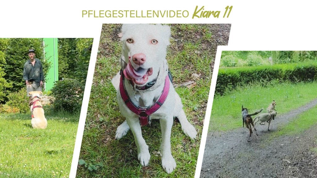 Pflegestellenvideo Kiara 11