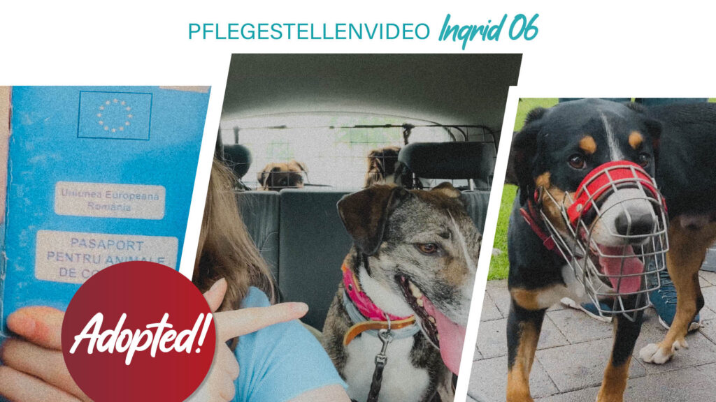 Pflegestellenvideo Ingrid 06