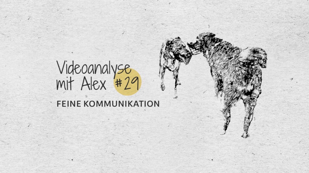 #29 Videoanalyse mit Alex: Feine Kommunikation