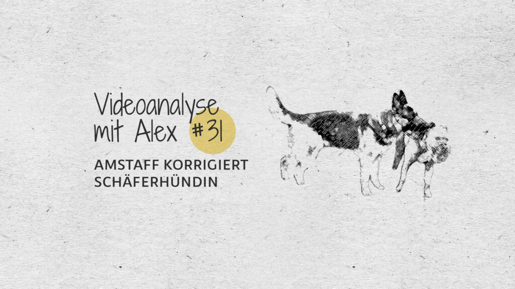 #31 Videoanalyse mit Alex: AmStaff korrigiert Schäferhündin