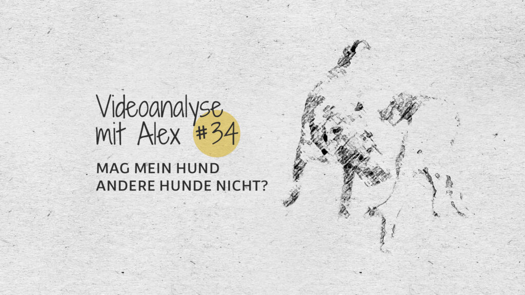 #34 Videoanalyse mit Alex: Mag mein Hund andere Hunde nicht?