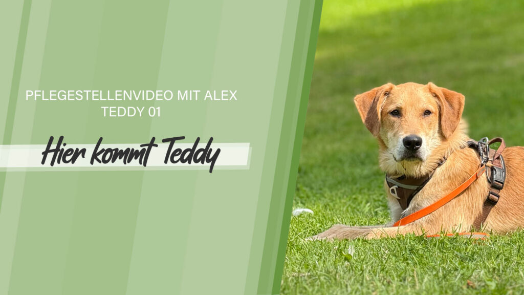 Pflegestellenvideo Teddy 01