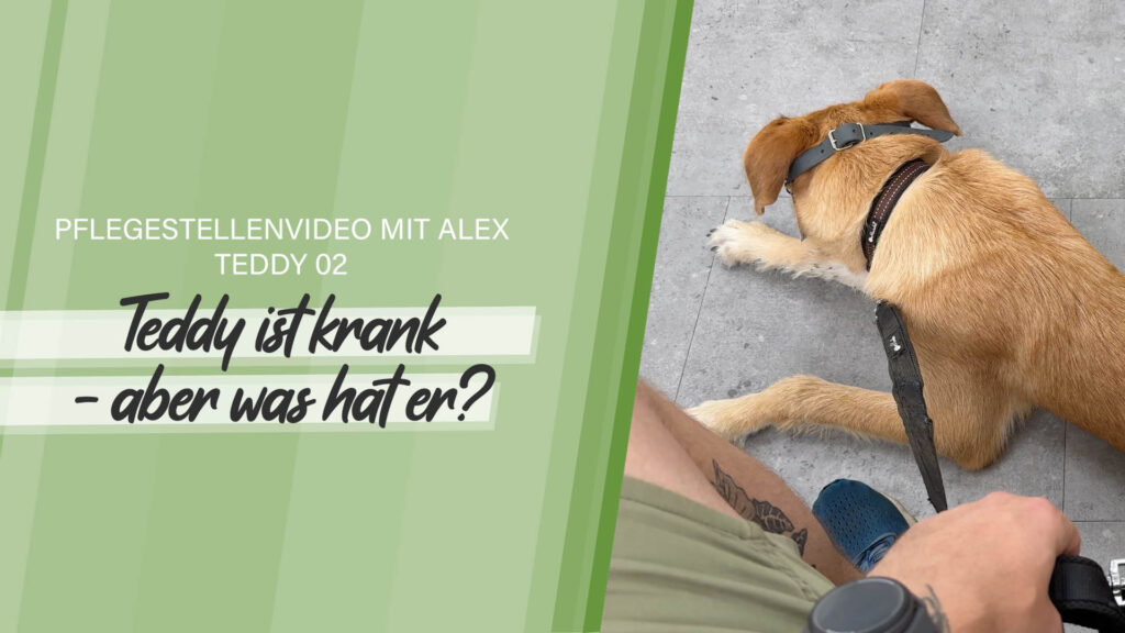 Pflegestellenvideo Teddy 02