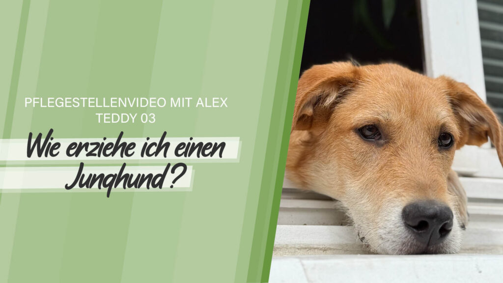 Pflegestellenvideo Teddy 03