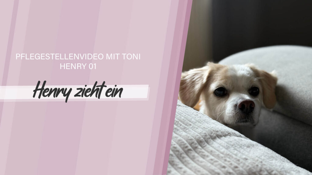 Pflegestellenvideo Henry 01