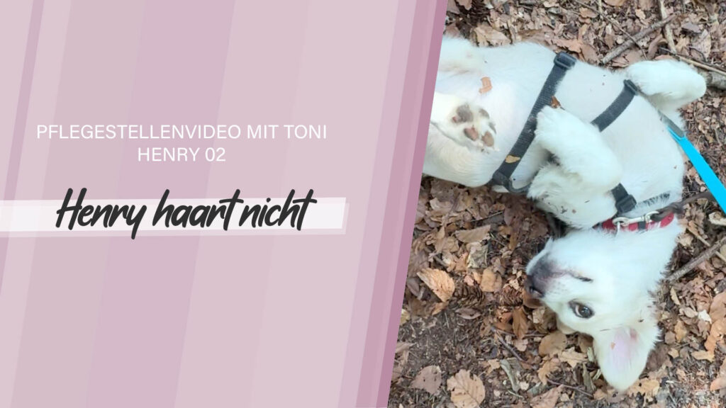 Pflegestellenvideo Henry 02