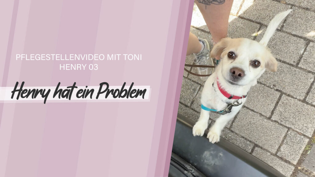 Pflegestellenvideo Henry 03