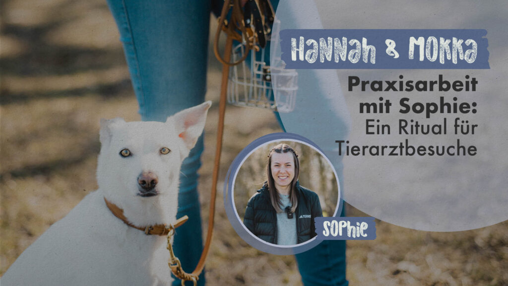 Hannah & Mokka | Praxisarbeit mit Sophie: Ein Ritual für Tierarztbesuche
