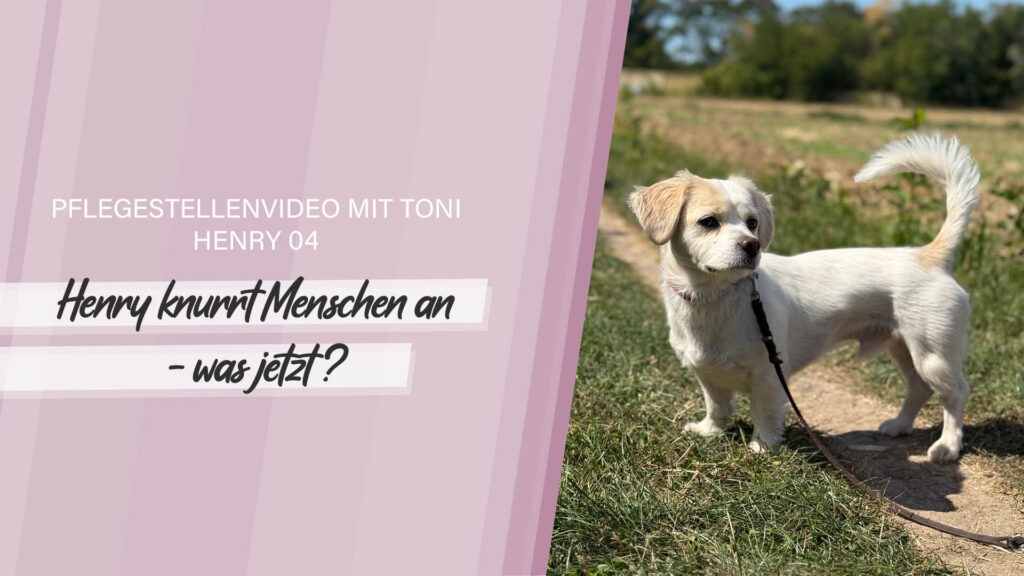 Pflegestellenvideo Henry 04