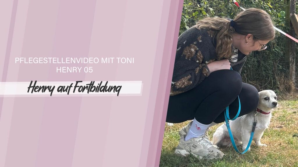 Pflegestellenvideo Henry 05