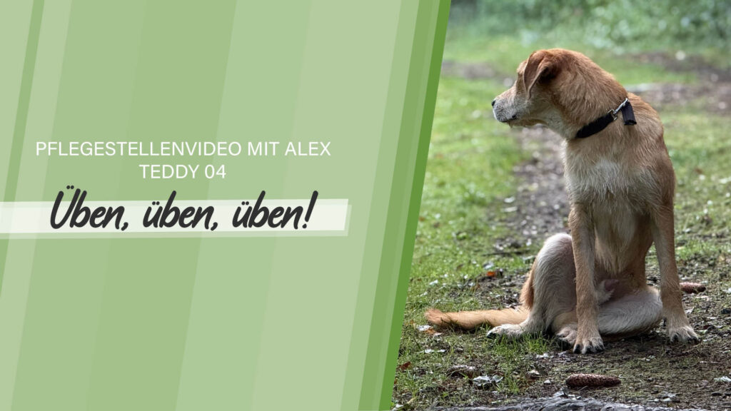 Pflegestellenvideo Teddy 04