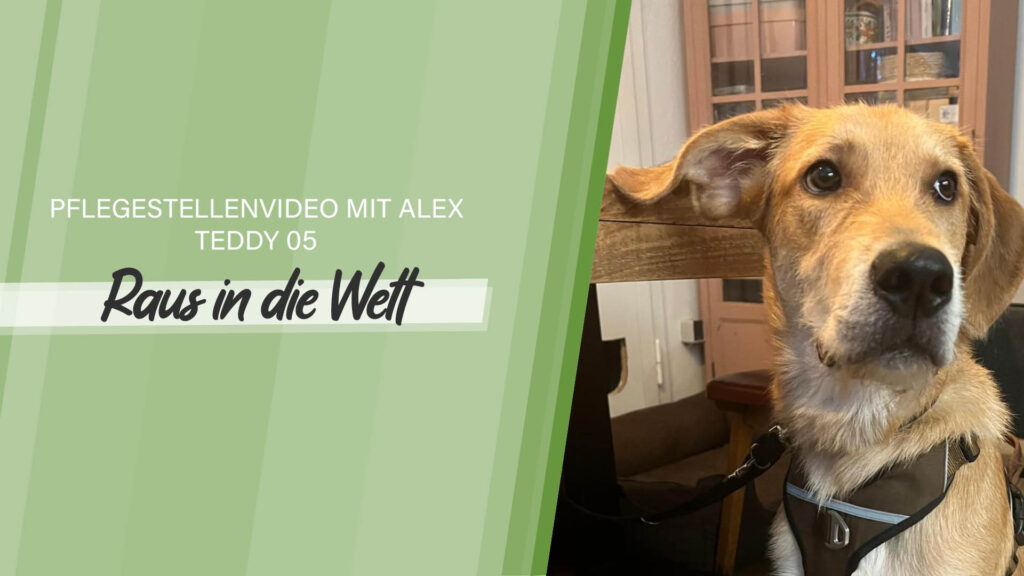 Pflegestellenvideo Teddy 05