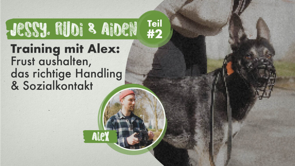 Jessy, Rudi & Aiden Teil 2 | Training mit Alex: Frust aushalten, das richtige Handling und Sozialkontakt