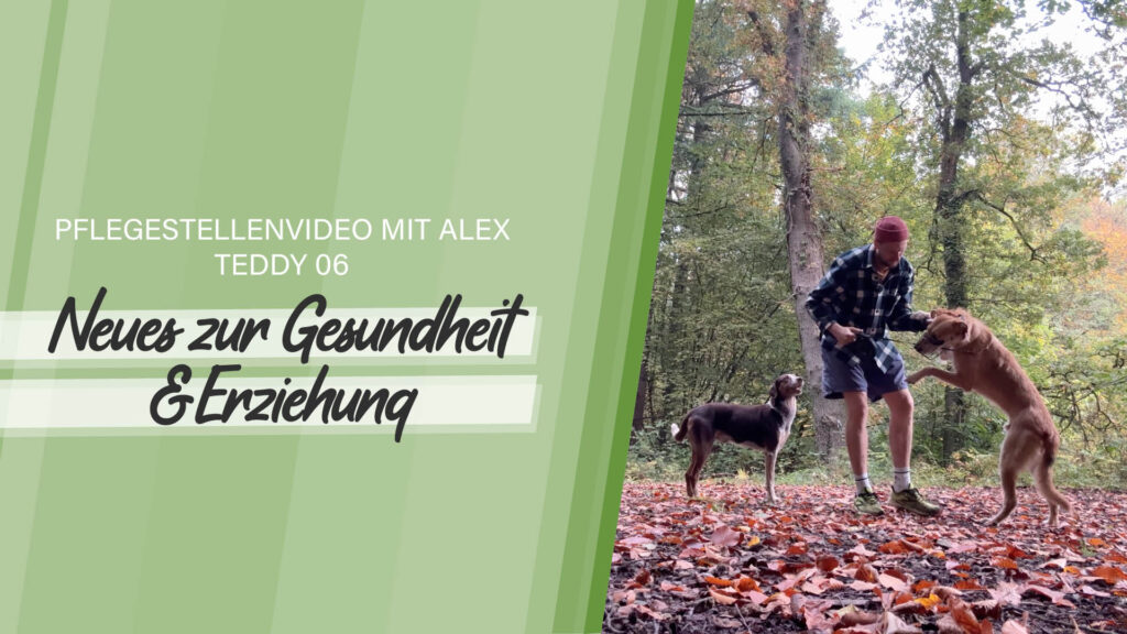 Pflegestellenvideo Teddy 06
