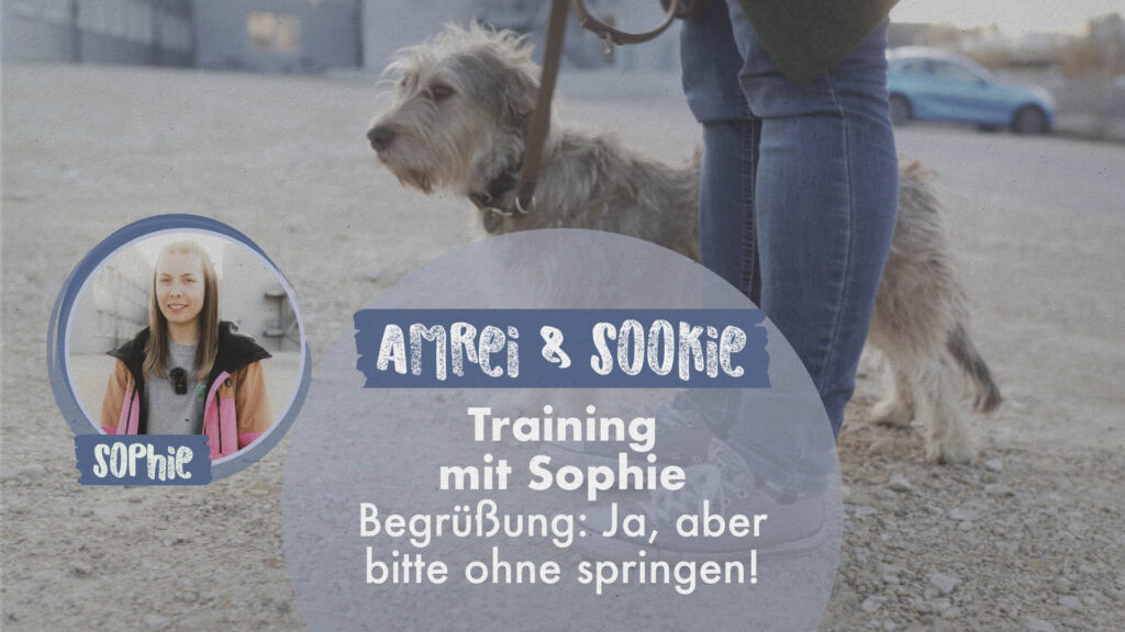 Amrei & Sookie | Training mit Sophie: Begrüßung: Ja, aber bitte ohne springen!