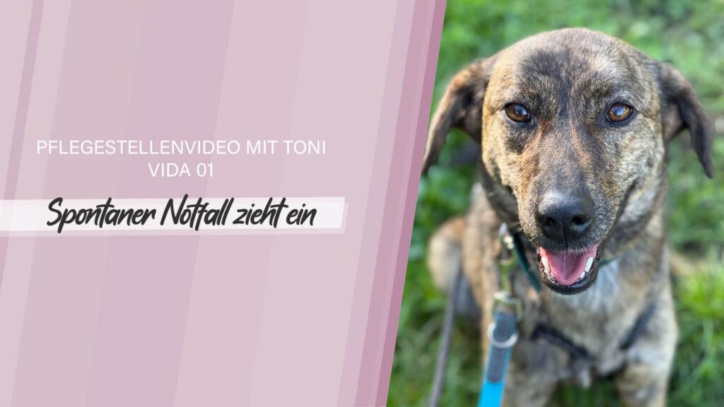 Pflegestellenvideo Vida 01