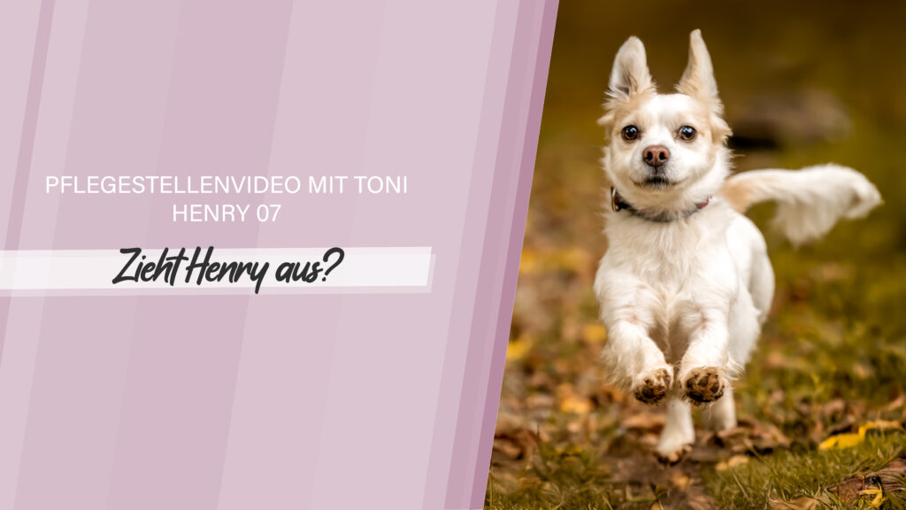 Pflegestellenvideo Henry 07