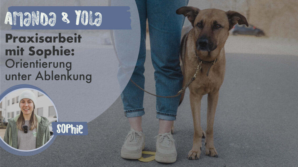 Amanda & Yola | Praxisarbeit mit Sophie: Orientierung unter Ablenkung