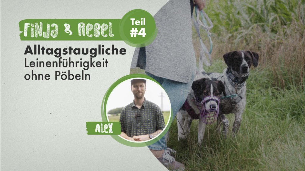 Finja & Rebel Teil 4 | Alltagstaugliche Leinenführigkeit ohne Pöbeln