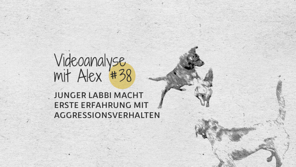 #38 Videoanalyse mit Alex: Junger Labbi macht erste Erfahrung mit Aggressionsverhalten