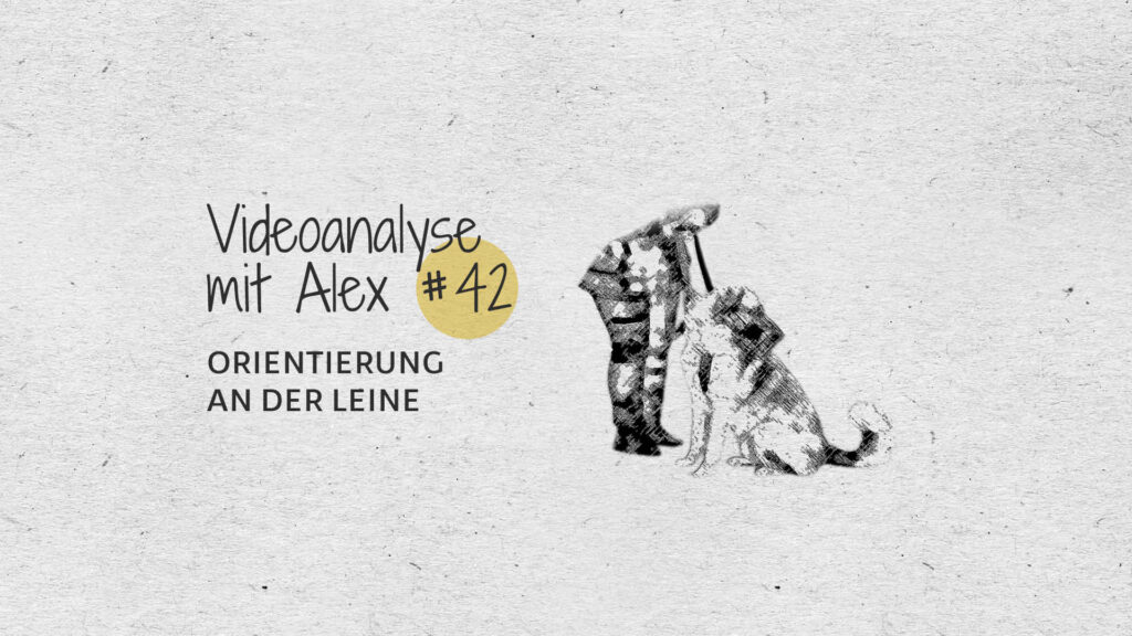 #42 Videoanalyse mit Alex: Orientierung an der Leine