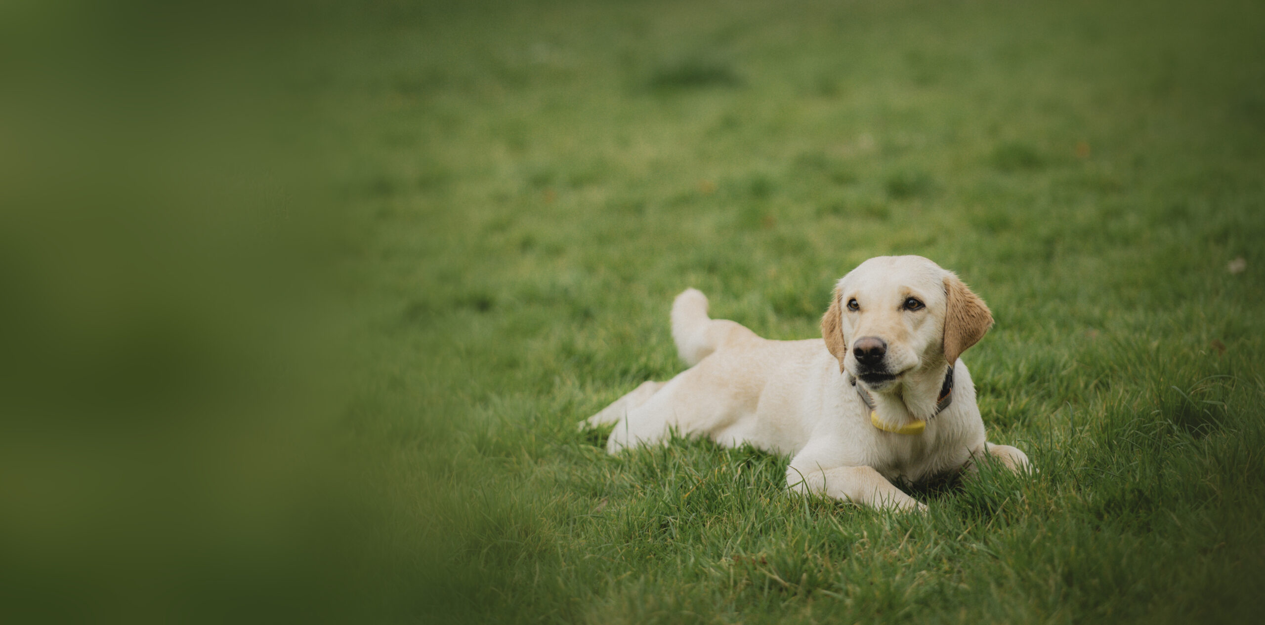 Willkommen bei
Dogs & Us