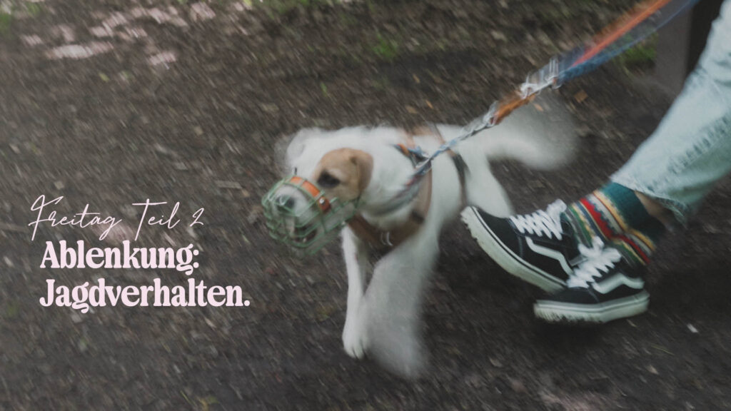 Freitag Teil 2: Ablenkung – Jagdverhalten.